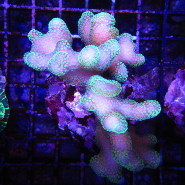 Stylophora pistillata polypes verts  7-10 cm